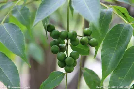 黄菠萝树又被砍了？汪清男子涉嫌盗伐林木被警方抓获图片