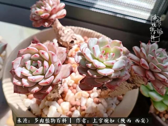 一入肉坑深似海之，我与多肉的不解之缘