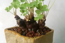 命中缺土的男孩名字大全图片