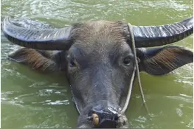 特殊的牛品种——水牛图片