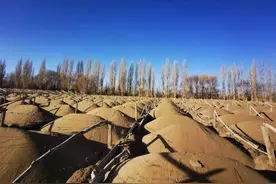 敦煌万亩防护林遭“剃光”式砍伐，防沙最后屏障被毁，谁干的？图片