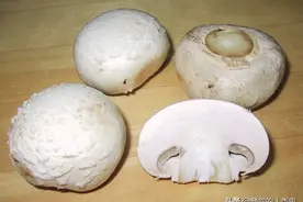 「地球生物全系列——从单细胞到人类」伞菌目—蘑菇科图片