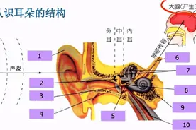 人耳的各种听觉效应图片