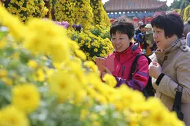 「格律诗词五首」重阳节来公园赏菊图片