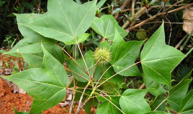 枫香树也叫路路通,它是一种怎样的树种?