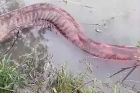 成都北湖出现娃娃鱼，大爷一棒子敲晕欲带走，被人发现后迅速离开图片