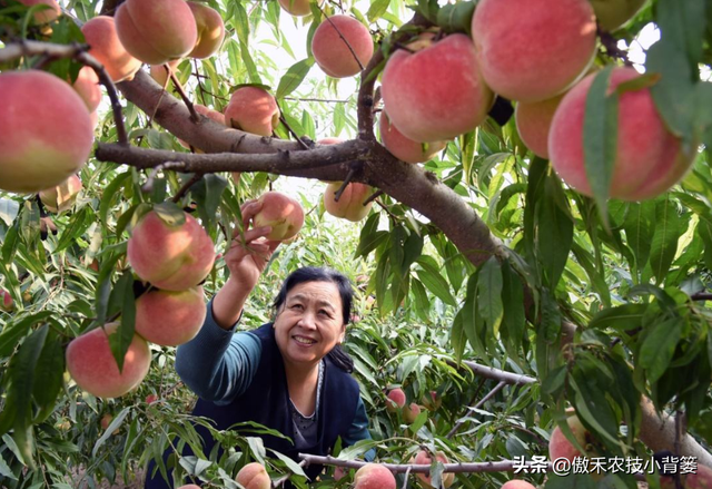 作物上的这3个叶面肥配方，能促长壮棵、增产增收，又能防治病害
