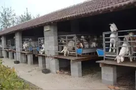 明年起，这七种致富项目稳赚不赔，想赚钱的自己收藏图片