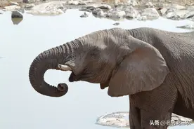 大象用鼻子拧开水龙头喝水遭热议，其实，象鼻可是万能工具图片