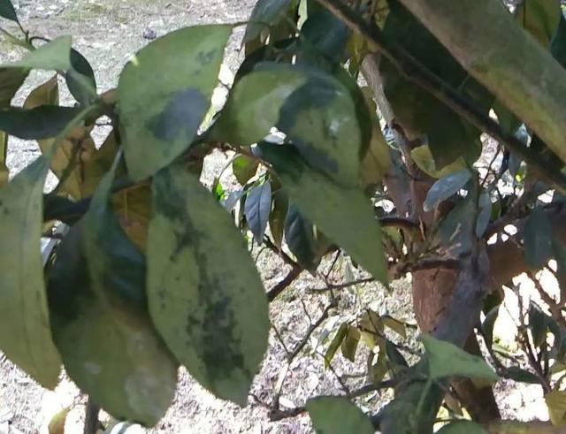 鏌戞闈掕嫈鎬绘槸鎵撲笉鎺夛紵鎺屾彙鍑犱釜灏忔妧宸э紝闈掕嫈杞绘澗鎼炲畾