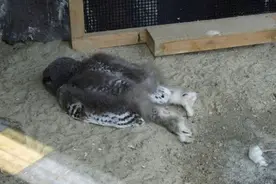 猫头鹰冷知识：翻开耳朵能看到眼珠，小时候趴着睡是因为脑袋太沉图片