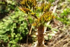 这种野菜很少见，营养不输人参，国人不爱吃，出口日本可卖80一斤图片