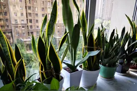 秋季养虎皮兰，发现有3个“症状”，赶紧换盆，现在更容易成活图片