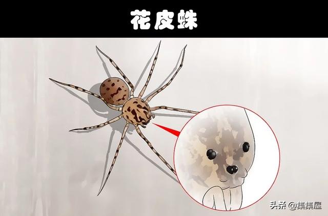 细数世界各地存在的10大奇怪的毒蜘蛛