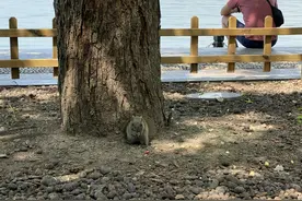 报告！西湖边的小松鼠没咋瘦，还有人给它们点过外卖图片