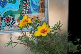 家花香常伴，野花宜观赏图片