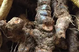 湖南发现了六十多年的土茯苓，挖回家一称足足五十多斤图片