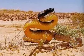 世界之最之蛇篇图片