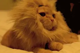 #我的健康十八式#   常犯困，也可能是这些病悄悄来了图片