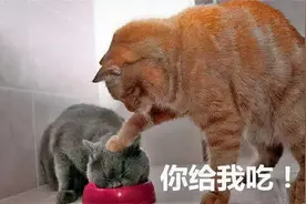 每逢节日胖三斤，10个防胖指南，献给大家图片