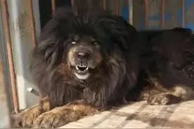 两只恐怖异常的藏獒生了只小藏獒，长大后让人不敢直视！图片
