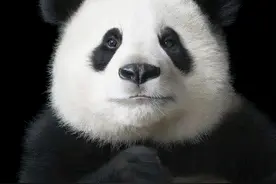 国际熊猫节 | 有六根“手指”的食肉目高质量吃货！原来你是这样的“滚滚”图片
