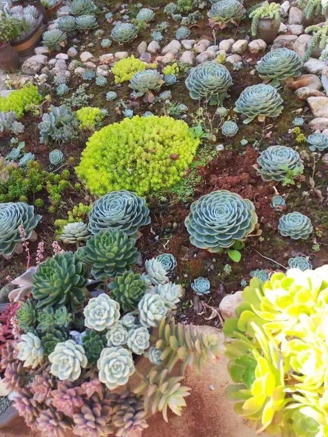 农家多肉植物图(多肉植物组合创意图)-措必培