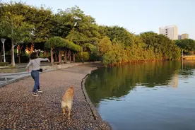 ​遛狗拴绳入法，人狗矛盾能解了？图片