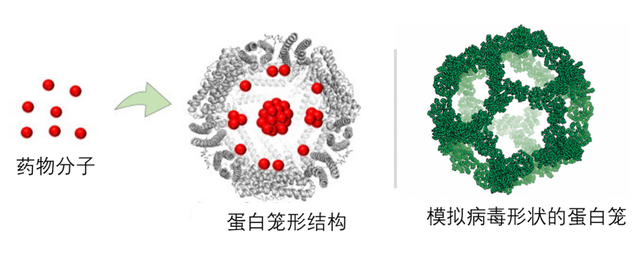 卢培龙：人工设计蛋白质将怎样改变人类生活？