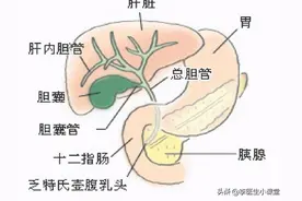 胰腺癌来临前，会先经历5个症状！发现1个，建议及早就医检查图片