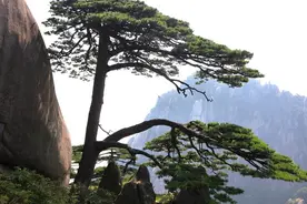 读一首诗｜杜荀鹤：时人不识凌云木，直待凌云始道高图片