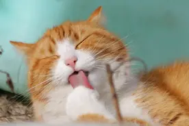 猫为什么更亲近男生？网友给出了“科学依据”图片