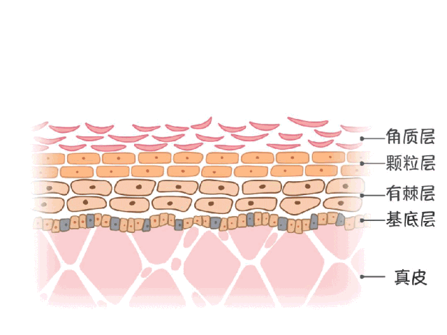 滚蛋吧，敏感肌