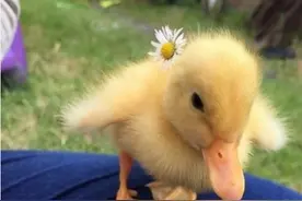 可爱万岁，这些软乎乎毛茸茸的小家伙图片