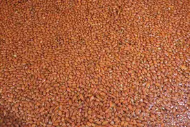 千斤大缸泡枸杞酒，红色粘稠，来自大自然图片