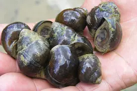 一斤田螺卖8元，养殖成本不多，你知道能赚多少钱吗？图片