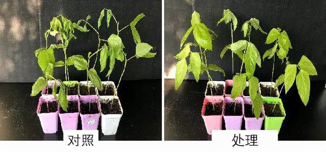 冲施必备，一步到位！这款冲施好搭档，绝对让你效果翻倍