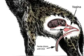 喜欢掏肛，雌性长“假阴茎”，雌雄难辨，鬣狗为什么这么奇特？图片