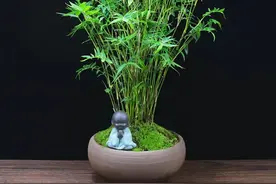 一种能养在桌上的迷你竹子，清新雅致，比花还好看图片