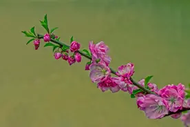 竹外桃花三两枝春江水暖鸭先知，篓蒿满地芦芽短正是河豚欲上时。图片
