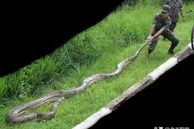 “网纹蟒杀人事件”孰真孰假？世界上最大的蛇是网纹蟒还是森蚺？图片