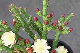 仙人牡丹，开花赛牡丹，枝条插土就活，年年花开满枝头图片