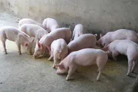 科学养猪技术图片