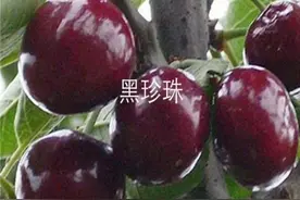 车厘子树苗品种介绍——车厘子市面上常见品种有哪些图片