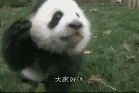 印度求租熊猫被拒后，大开脑洞自己“生产”！成都人都笑翻了哈哈图片