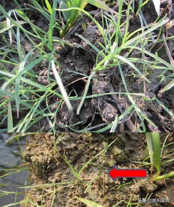 这个才是最好的除草剂，2℃就能用，禾阔双除，除草干净又彻底