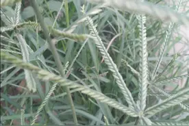 地里长了这些草，该用什么除草剂图片