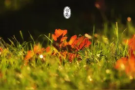 俗语“白露前是雨，白露后是鬼”，有道理吗，白露下雨是好是坏？图片