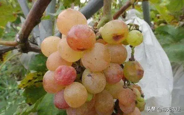 一画7色，独家配方，营养着色，农资经销商热卖的又一爆款产品