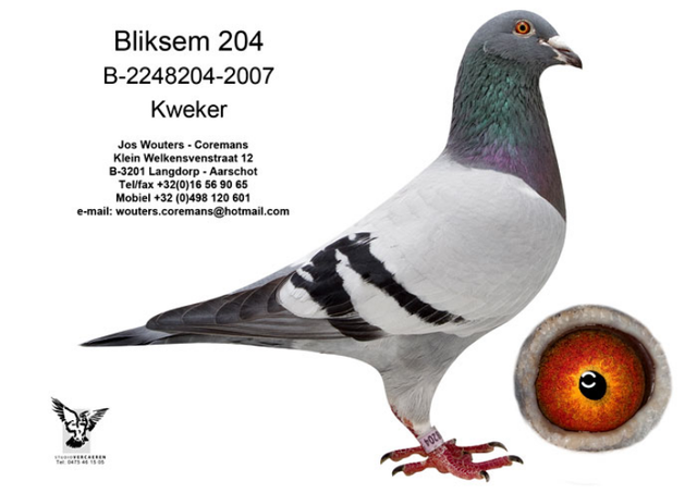 赛鸽小知识：赛后调理很重要，护理好延长赛龄不是问题